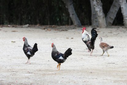 Gallos, cerdos y gatos, entre otros, han formado parte del paisaje urbano de la ciudad en varias ocasiones.