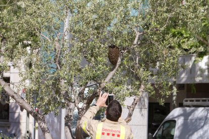 Un rusc d'abelles a la plaça de la Llibertat, en una imatge d'arxiu.