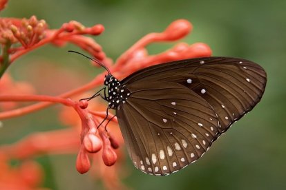 Cada escata d'una papallona és com una