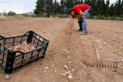 Joan Cartanyà, impulsor de la recuperació del safrà a la Conca de Barberà i la Baixa Segarra, plantant bulbs de safrà en una finca de Montblanc.