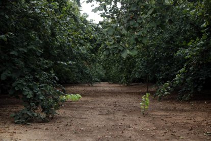 Un campo de avellanos en el Morell.