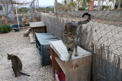 En la nueva finca sólo podrán llevar los gatos, de momento.