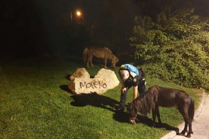 Imagen de los dos poneys una vez retirados por la Guardia Urbana.