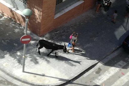 Imagen del hombre paseando con su asno por la ciudad.