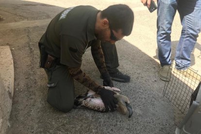 Imagen de un agente rural cogiendo el piojo de flamenco.