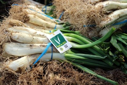 Imagen de un manojo de calçots de Valls en Mercabarna.