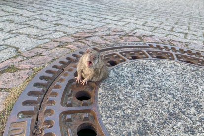 La rata quedó atrapada en la tapa de la alcantarilla.