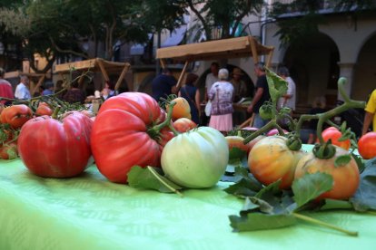 Pla obert de tomàquets exposats en un estand de la I Fira de la Tomaca del Priorat a Falset.