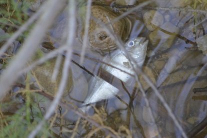 Pla detall d'un peix mort a la desembocadura del Foix.