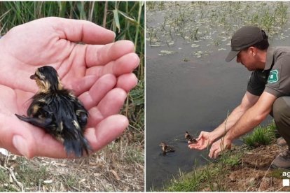 Los patitos han sido liberados en una balsa.