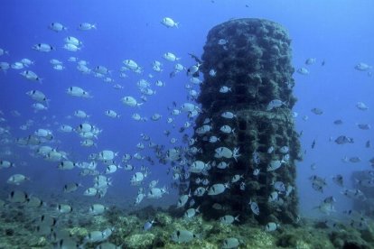 Els biòtops atrauen la flora i la fauna marines tot formant un escull