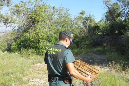 Els ocells van ser alliberats al medi natural.