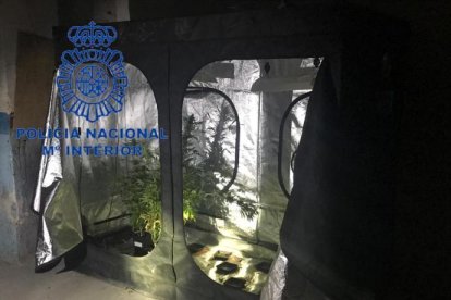 La Policia Nacional va trobar 243 plantes de marihuana i 30 cabdells per a la venta.