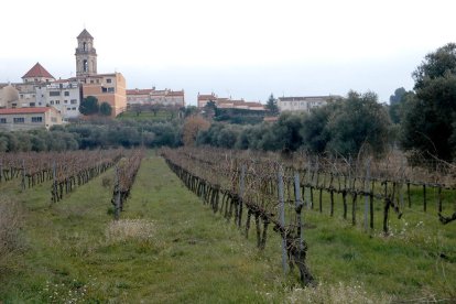 Unes vinyes als peus de Falset, al Priorat.