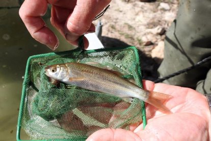 Uno de los ejemplares de ciprínids liberados en el embalse de la Palma d'Ebre.