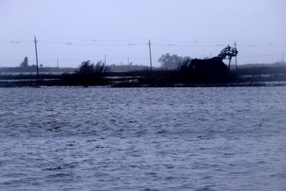 Plano general de arrozales inundados por agua del mar en la zona de la Marquesa, en Deltebre.