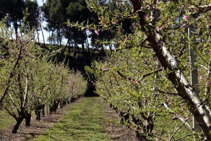 Un campo de fruteros, en una imagen del 15 de marzo de 2019.