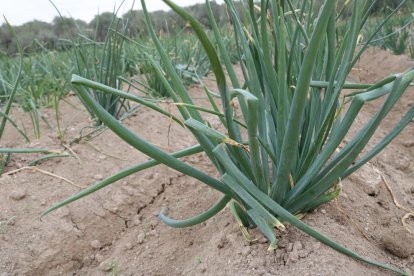 Una mota de calçots plantats en una finca a Valls.