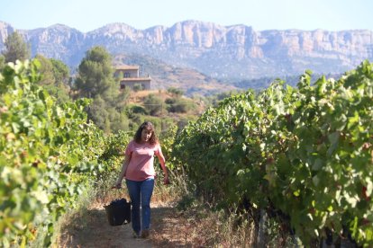 Una dona transportant raïm en una finca de Torroja del Priorat amb la serra del Montsant de fons, en l'inici de la verema