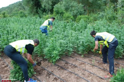 La plantación se encontraba en una zona conocida como Molí del Rei.