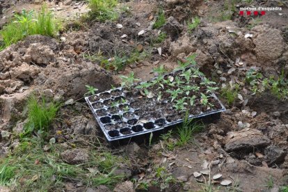 Una de las bandejas con rvástagos de marihuana en el descampado de Vidreres.