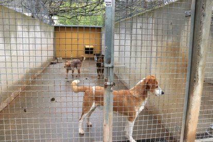 Imagen de archivo de la jaula de una protectora de animales.