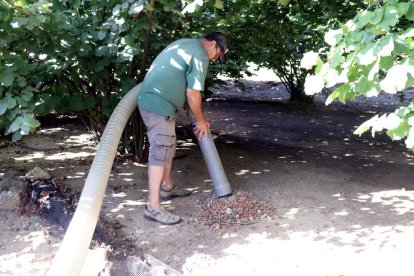 Rafel Español, responsable nacional del sector de la fruta seca de Unió de Pagesos, amontonando avellanas en su finca del Morell.