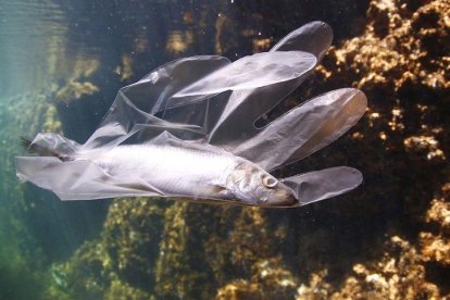 El 80% de contaminación marina está formada por plásticos.