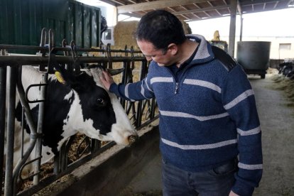 El ramader Joan Pou, de Can Joans, a Lliçà d'Amunt, amb una de les vaques de la seva explotació.