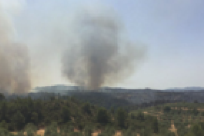 Reproduccions al flanc dret de l'incendi Forestal de Ribera d'Ebre.