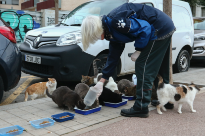 Els qui es cuiden dels felins, que agreixen el suport a la situació, van sols i duen guants i mascareta.