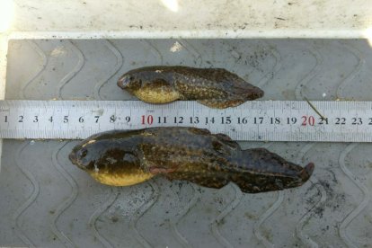 Renacuajos de rana toro encontrados en las lagunas del delta del Ebro, medidos.