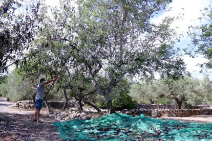 Un campesino haciendo caer algarrobas en una explotación del Perelló.