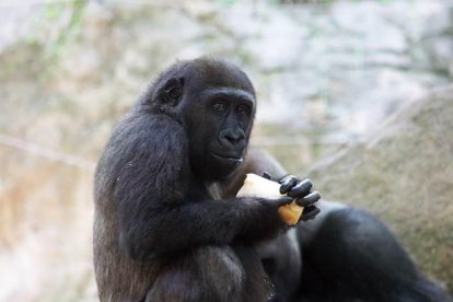 Un animal del Zoo de Barcelona menjant un bloc de fruita congelada.