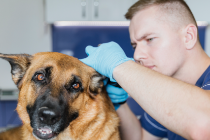 Imagen de un perro a la consulta veterinaria