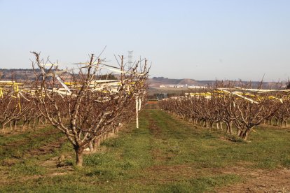 Una finca de melocotoneros en Alcarràs.