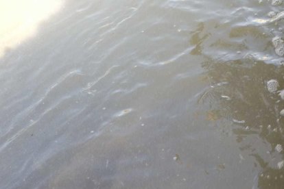 Momento en que la riera de la Selva baja con agua sucia.