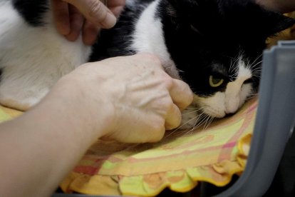 Algunos gatos no llevan nada bien estar todo el día compartiendo su espacio o territorio.