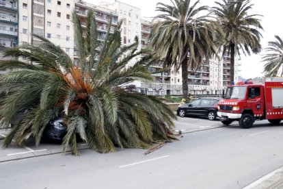 La palmera ha caigut a sobre