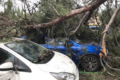 Un árbol caído al Camp de Marte en Tarragona.