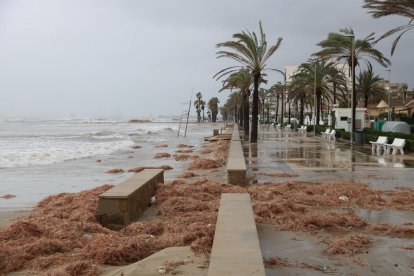 Restes de vegetació que ha expulsat el mar i que han embrutat part del passeig marítim de Cunit.