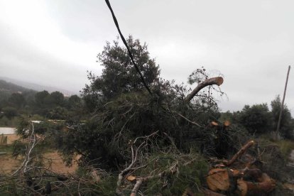 Imagen del pino caído encima del cableado.