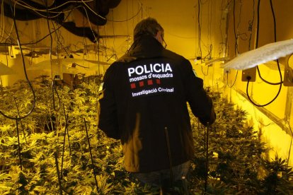 El interior de la plantación de marihuana intervenida.