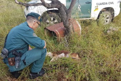 El agente de la Guardia Civil con el cadáver de la perra.