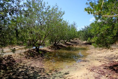 Imatge d'arxiu de diversos garrofers en una finca.