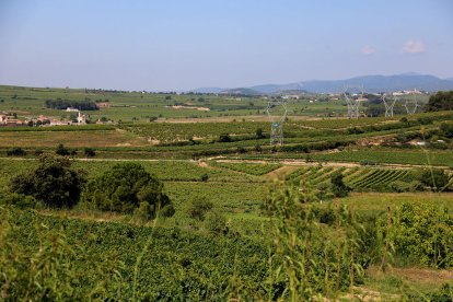 Imatge d'arxiu d'un paisatge de vinyes al Penedès.