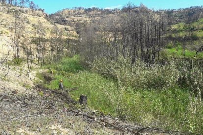 Al barranc Toll de l'Estret s'han retirat els arbres que van resultar afectats per un incendi.