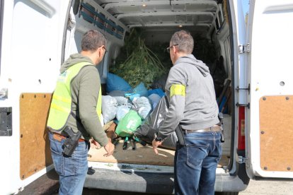 Els Mossos carreguen la marihuana comissada a Alfarràs.