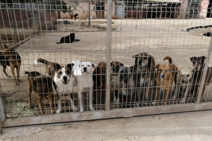 Imagen de las instalaciones de la Societat Protectora d'Animals de Catalunya.