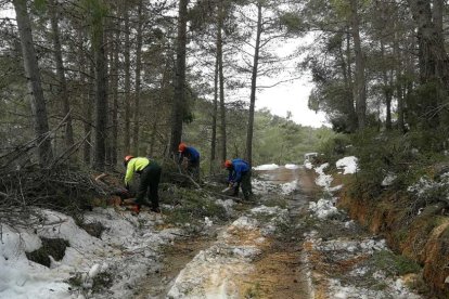 Més d'una desena d'efectius treballen per alliberar els accessos, afectats per caiguda d'arbres i esllavissades.